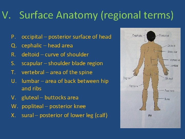 V. Surface Anatomy (regional terms) P. Q. R. S. T. U. occipital – posterior