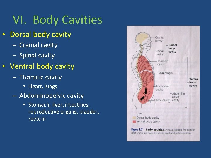 VI. Body Cavities • Dorsal body cavity – Cranial cavity – Spinal cavity •