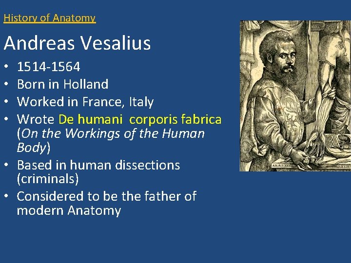 History of Anatomy Andreas Vesalius 1514 -1564 Born in Holland Worked in France, Italy