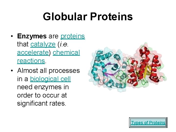 Globular Proteins • Enzymes are proteins that catalyze (i. e. accelerate) chemical reactions. •