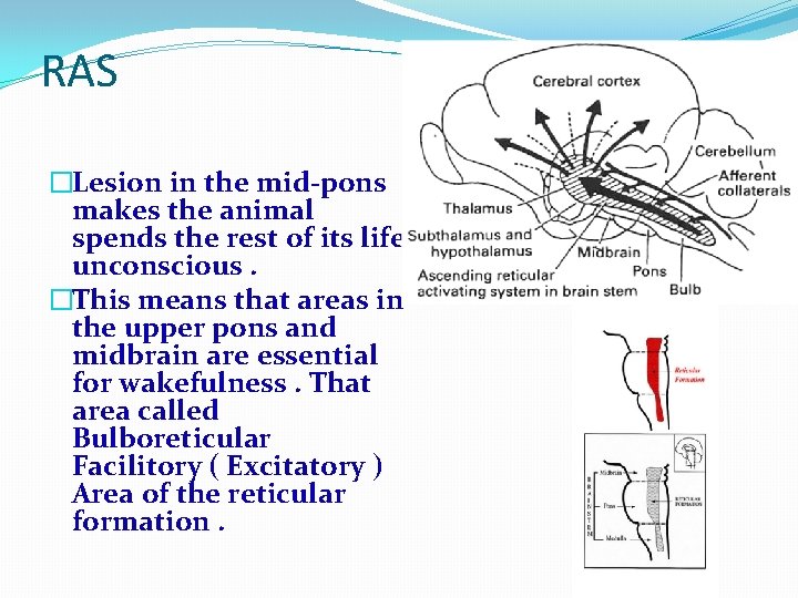 RAS �Lesion in the mid-pons makes the animal spends the rest of its life