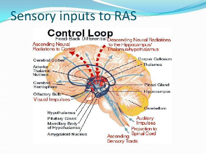 Sensory inputs to RAS 