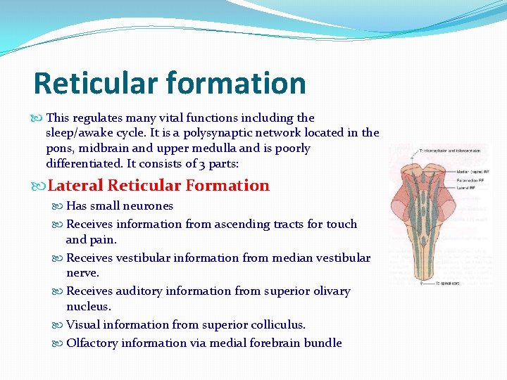 Reticular formation This regulates many vital functions including the sleep/awake cycle. It is a