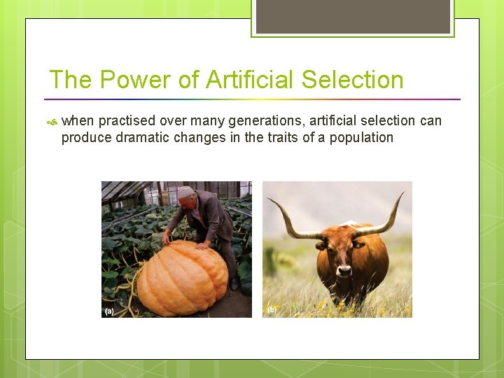 The Power of Artificial Selection when practised over many generations, artificial selection can produce