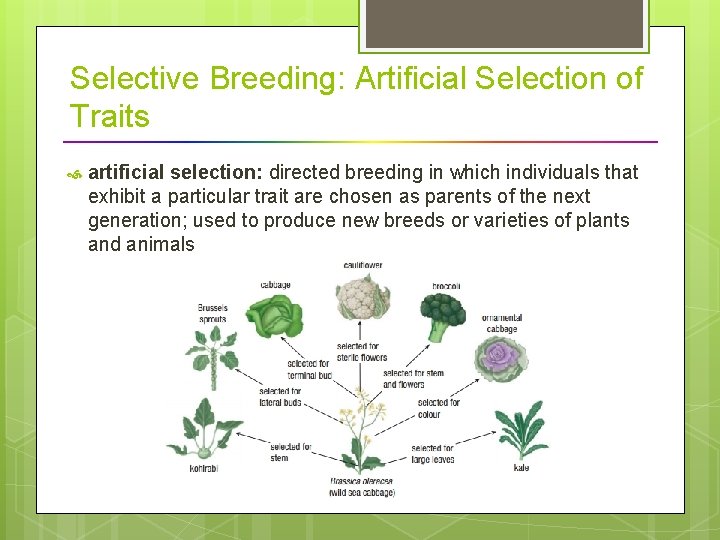 Selective Breeding: Artificial Selection of Traits artificial selection: directed breeding in which individuals that