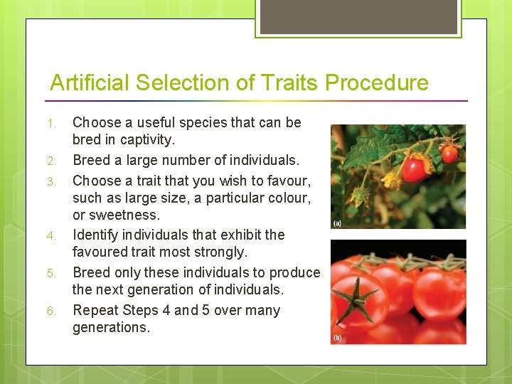 Artificial Selection of Traits Procedure 1. 2. 3. 4. 5. 6. Choose a useful