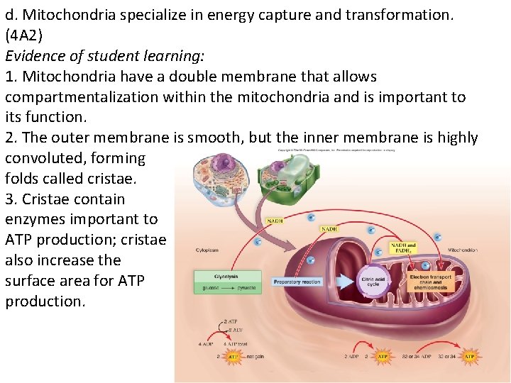 d. Mitochondria specialize in energy capture and transformation. (4 A 2) Evidence of student