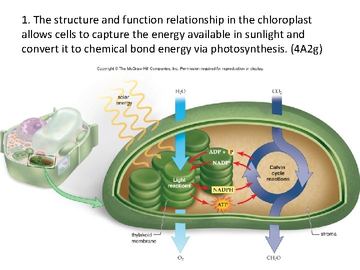 1. The structure and function relationship in the chloroplast allows cells to capture the