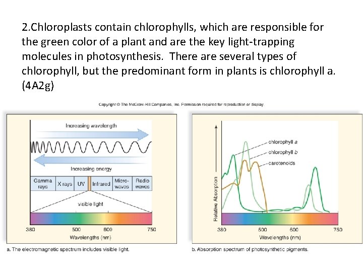 2. Chloroplasts contain chlorophylls, which are responsible for the green color of a plant