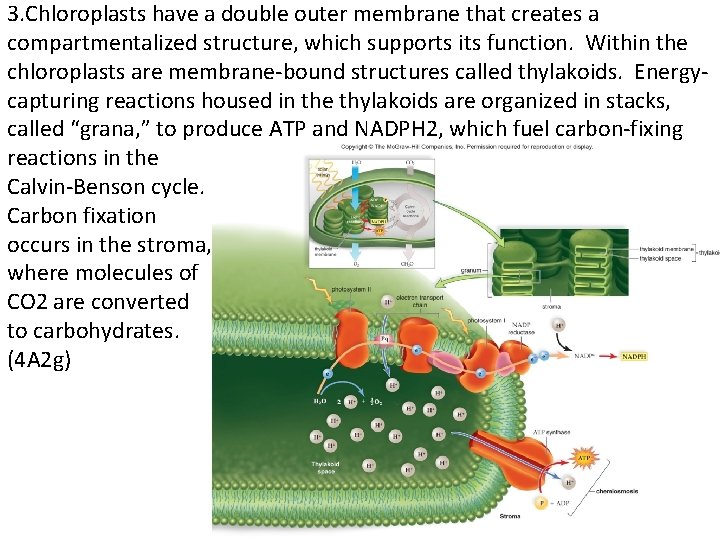 3. Chloroplasts have a double outer membrane that creates a compartmentalized structure, which supports