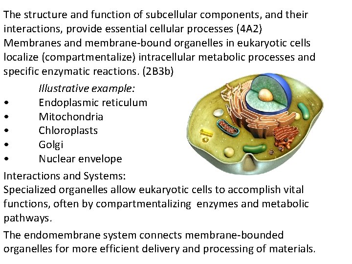 The structure and function of subcellular components, and their interactions, provide essential cellular processes
