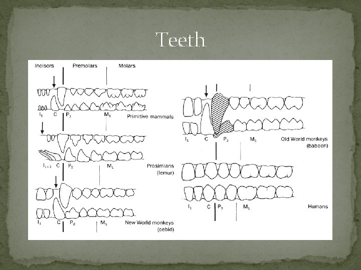Teeth 