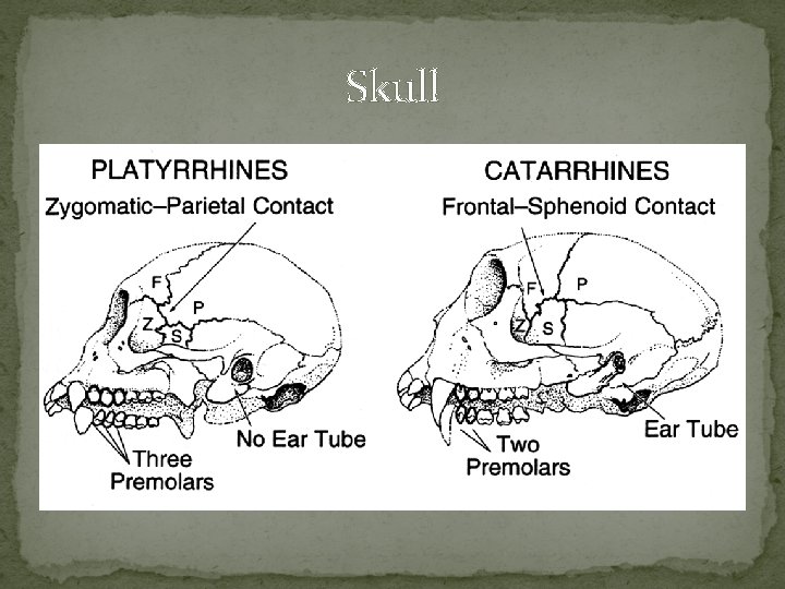 Skull 