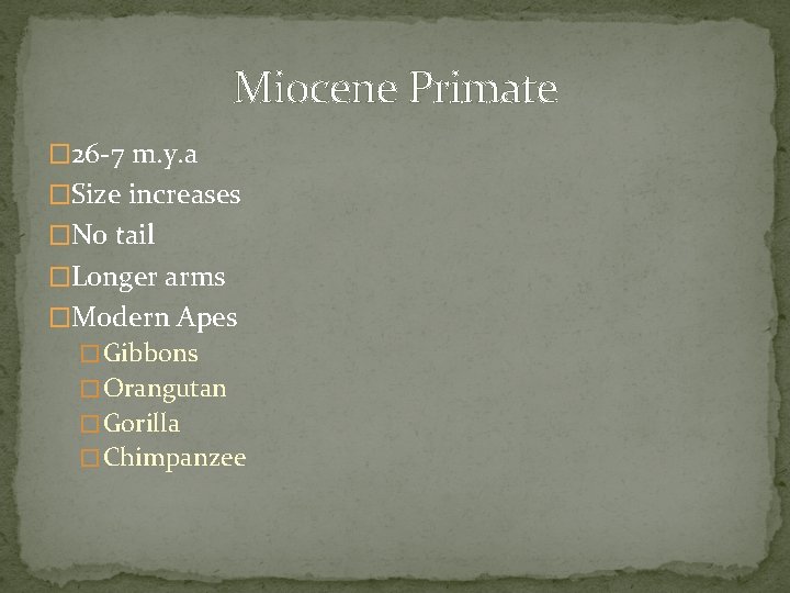 Miocene Primate � 26 -7 m. y. a �Size increases �No tail �Longer arms