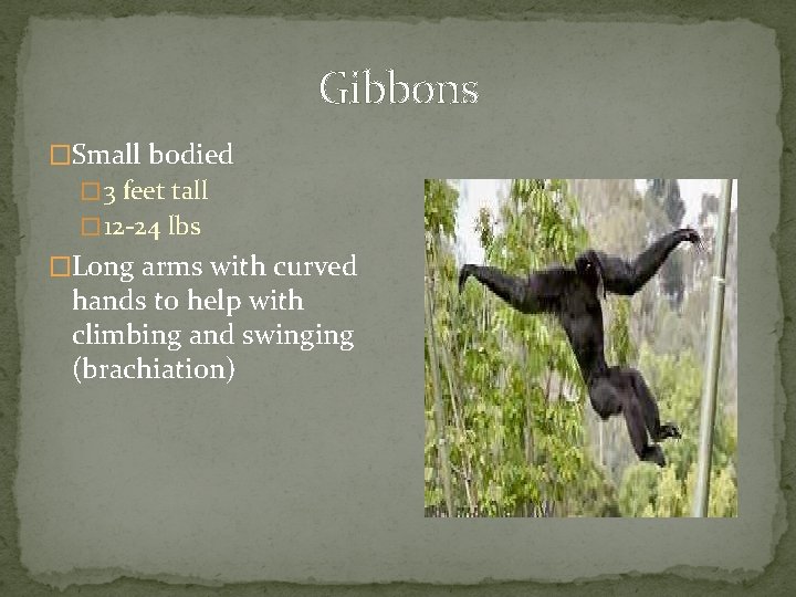 Gibbons �Small bodied � 3 feet tall � 12 -24 lbs �Long arms with