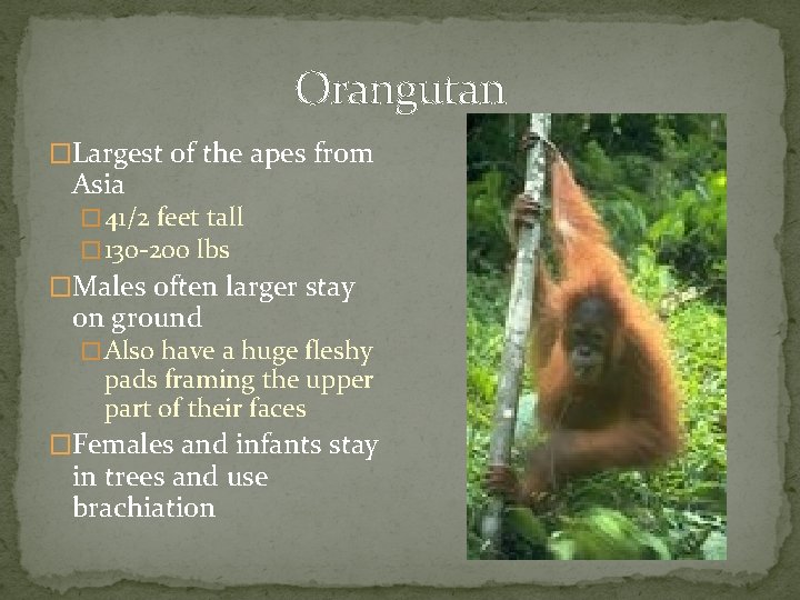 Orangutan �Largest of the apes from Asia � 41/2 feet tall � 130 -200