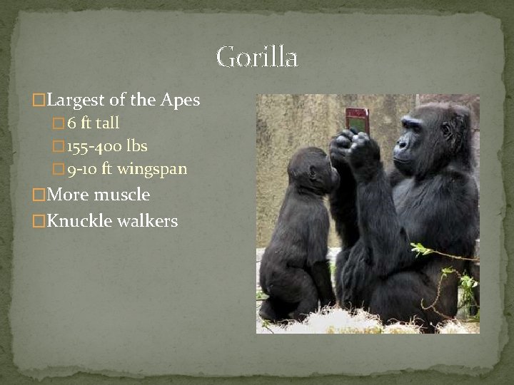 Gorilla �Largest of the Apes � 6 ft tall � 155 -400 lbs �