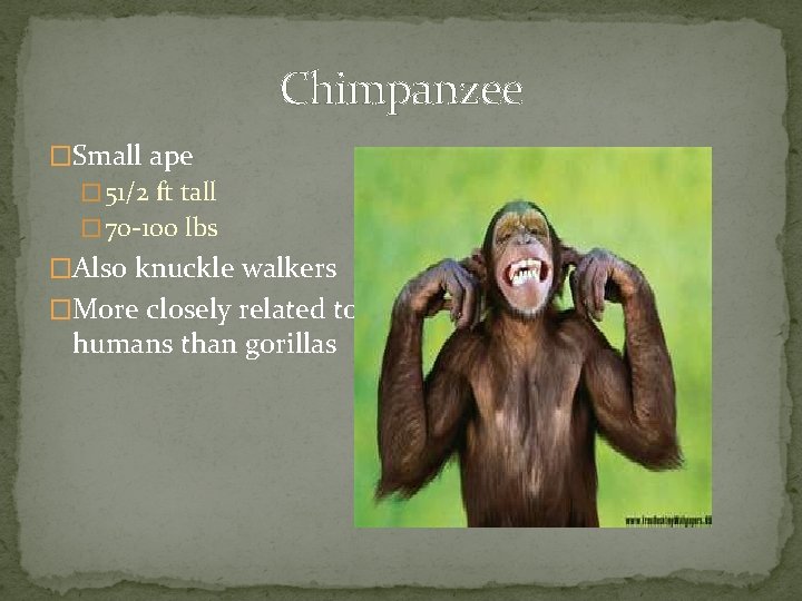 Chimpanzee �Small ape � 51/2 ft tall � 70 -100 lbs �Also knuckle walkers