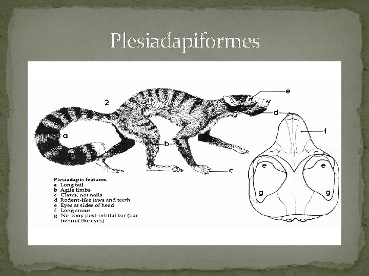 Plesiadapiformes 