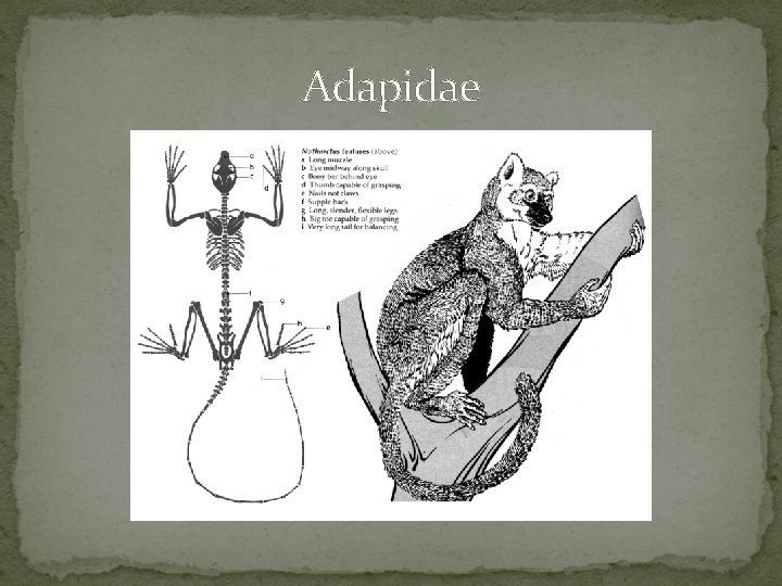 Adapidae 