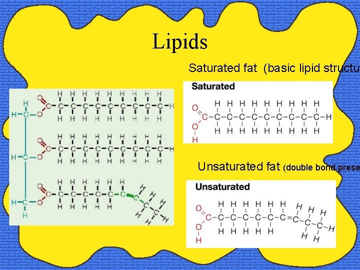 Lipids Saturated fat (basic lipid structur Unsaturated fat (double bond prese 