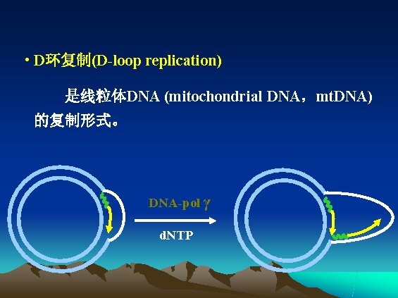  • D环复制(D-loop replication) 是线粒体DNA (mitochondrial DNA，mt. DNA) 的复制形式。 DNA-pol γ d. NTP 