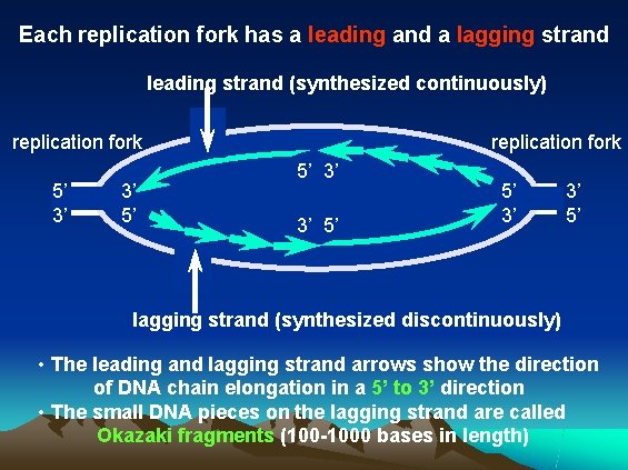 Each replication fork has a leading and a lagging strand leading strand (synthesized continuously)