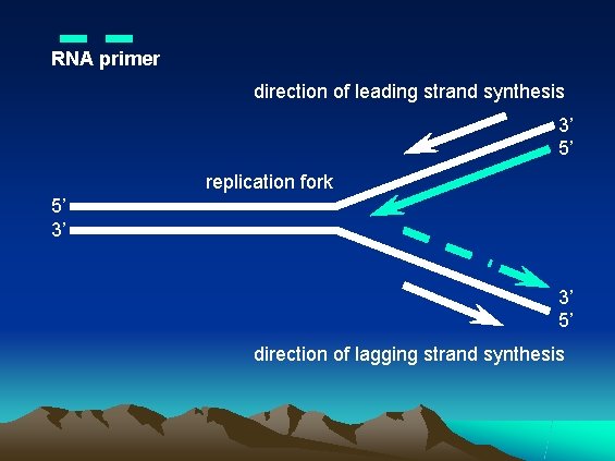 RNA primer direction of leading strand synthesis 3’ 5’ replication fork 5’ 3’ 3’
