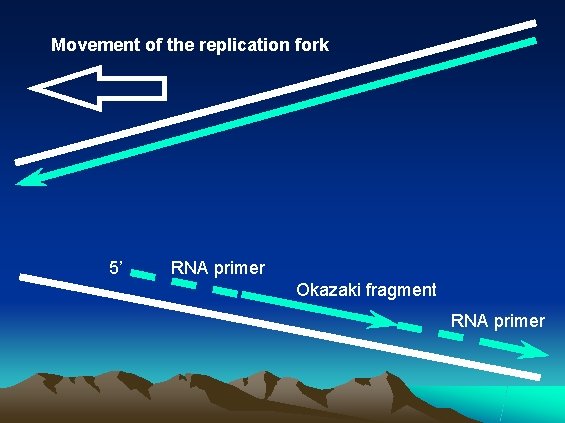 Movement of the replication fork 5’ RNA primer Okazaki fragment RNA primer 