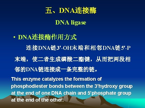 五、DNA连接酶 DNA ligase • DNA连接酶作用方式 连接DNA链 3 -OH末端和相邻DNA链 5 -P 末端，使二者生成磷酸二酯键，从而把两段相 邻的DNA链连接成一条完整的链。 This enzyme