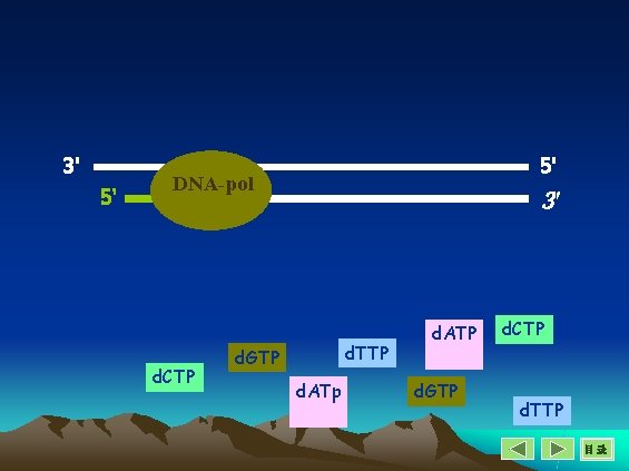 3' 5' 5' 3' DNA-pol OH 3' d. CTP d. TTP d. GTP d.