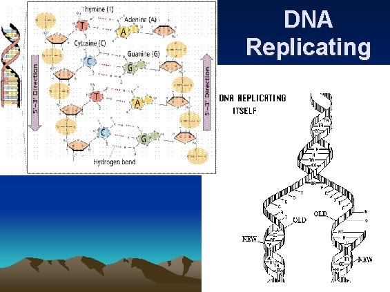 DNA Replicating Itself 