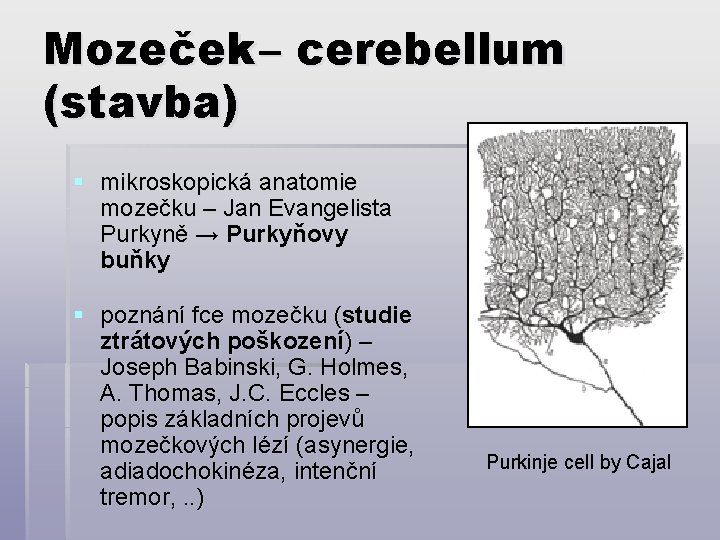 Mozeček – cerebellum (stavba) § mikroskopická anatomie mozečku – Jan Evangelista Purkyně → Purkyňovy