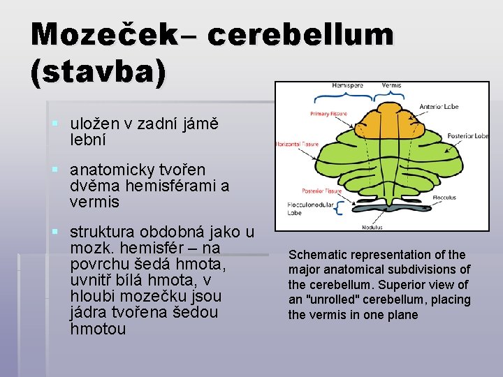 Mozeček – cerebellum (stavba) § uložen v zadní jámě lební § anatomicky tvořen dvěma