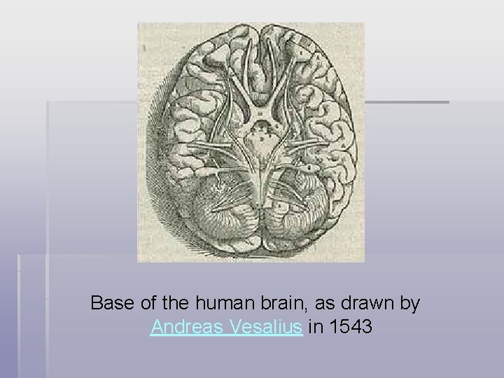 Base of the human brain, as drawn by Andreas Vesalius in 1543 