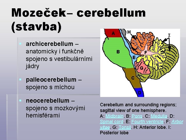 Mozeček – cerebellum (stavba) § archicerebellum – anatomicky i funkčně spojeno s vestibulárními jádry