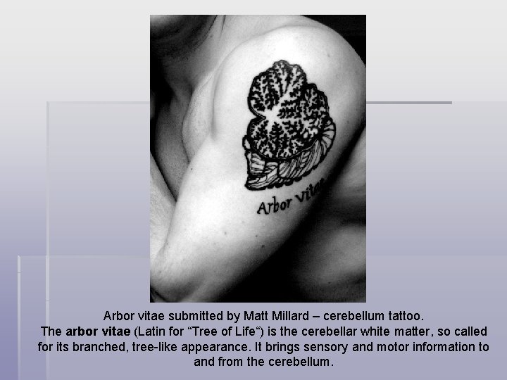 Arbor vitae submitted by Matt Millard – cerebellum tattoo. The arbor vitae (Latin for