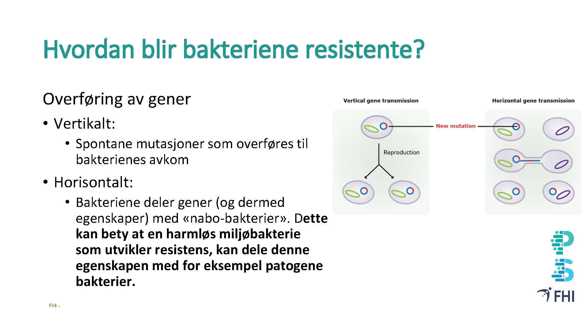 Hvordan blir bakteriene resistente? Overføring av gener • Vertikalt: • Spontane mutasjoner som overføres