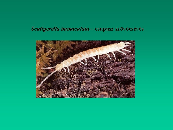 Scutigerella immaculata – csupasz szövőcsévés 