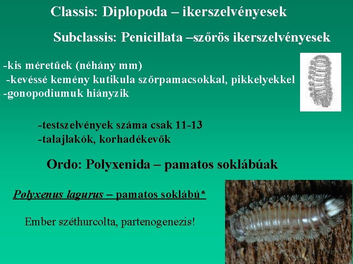 Classis: Diplopoda – ikerszelvényesek Subclassis: Penicillata –szőrös ikerszelvényesek -kis méretűek (néhány mm) -kevéssé kemény