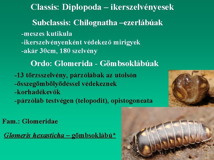 Classis: Diplopoda – ikerszelvényesek Subclassis: Chilognatha –ezerlábúak -meszes kutikula -ikerszelvényenként védekező mirigyek -akár 30