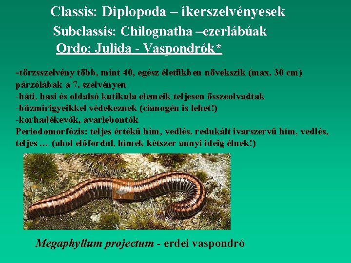 Classis: Diplopoda – ikerszelvényesek Subclassis: Chilognatha –ezerlábúak Ordo: Julida - Vaspondrók* -törzsszelvény több, mint