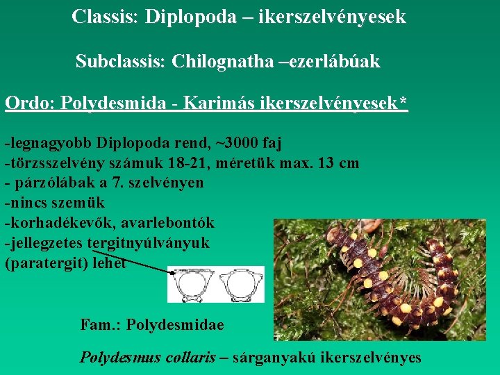 Classis: Diplopoda – ikerszelvényesek Subclassis: Chilognatha –ezerlábúak Ordo: Polydesmida - Karimás ikerszelvényesek* -legnagyobb Diplopoda