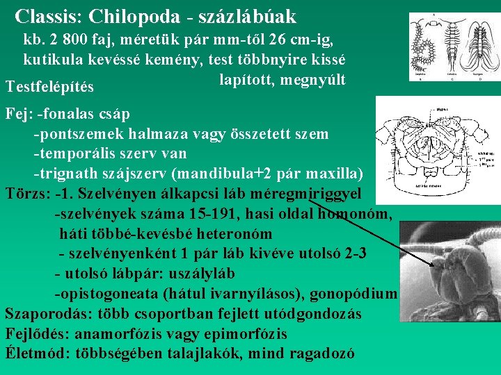 Classis: Chilopoda - százlábúak kb. 2 800 faj, méretük pár mm-től 26 cm-ig, kutikula