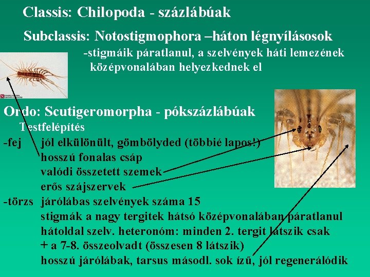 Classis: Chilopoda - százlábúak Subclassis: Notostigmophora –háton légnyílásosok -stigmáik páratlanul, a szelvények háti lemezének