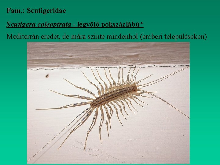 Fam. : Scutigeridae Scutigera coleoptrata - légyölő pókszázlábú* Mediterrán eredet, de mára szinte mindenhol