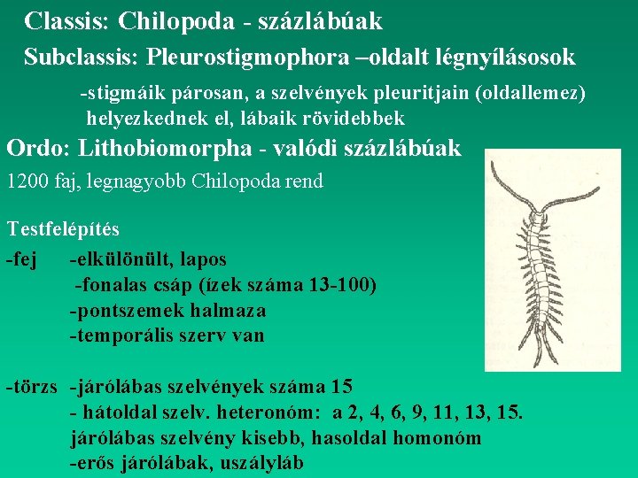 Classis: Chilopoda - százlábúak Subclassis: Pleurostigmophora –oldalt légnyílásosok -stigmáik párosan, a szelvények pleuritjain (oldallemez)