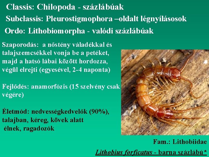 Classis: Chilopoda - százlábúak Subclassis: Pleurostigmophora –oldalt légnyílásosok Ordo: Lithobiomorpha - valódi százlábúak Szaporodás: