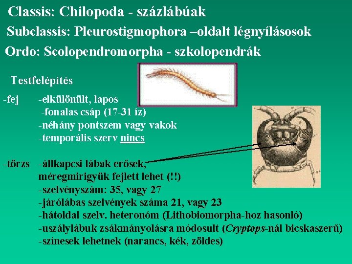 Classis: Chilopoda - százlábúak Subclassis: Pleurostigmophora –oldalt légnyílásosok Ordo: Scolopendromorpha - szkolopendrák Testfelépítés -fej