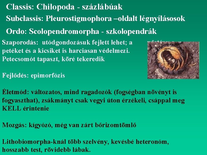 Classis: Chilopoda - százlábúak Subclassis: Pleurostigmophora –oldalt légnyílásosok Ordo: Scolopendromorpha - szkolopendrák Szaporodás: utódgondozásuk